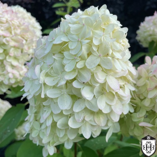 Hydrangea paniculata 'Limelight' - Aedhortensia 'Limelight' C2/2L Hydrangea paniculata 'Limelight' - Aedhortensia 'Limelight' C2/2L